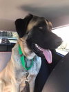 Loki