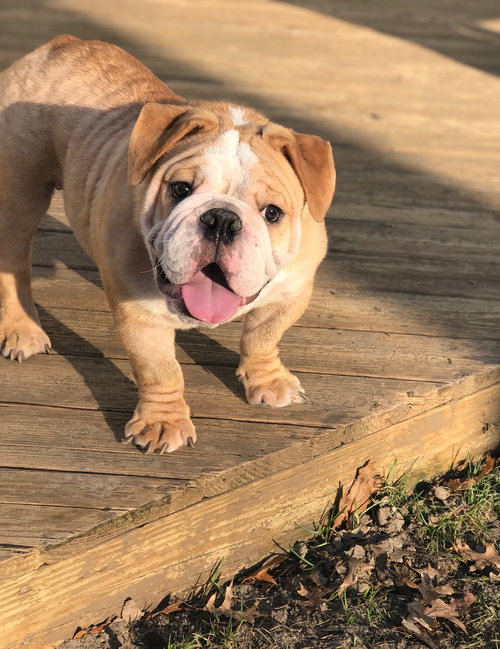 Rolo