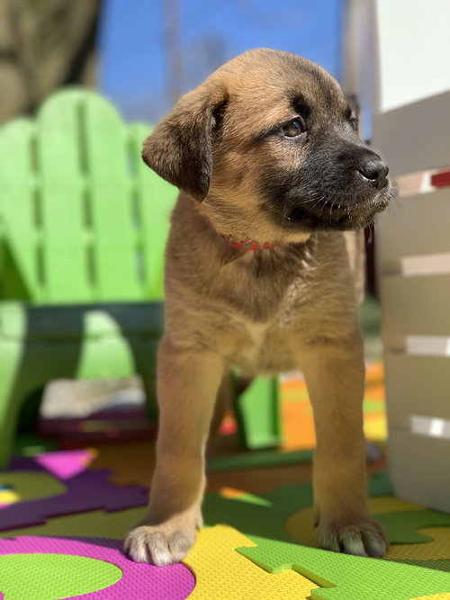Carrollton (now Arwen) (Algiere)