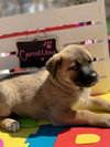 Carrollton (now Arwen) (Algiere)