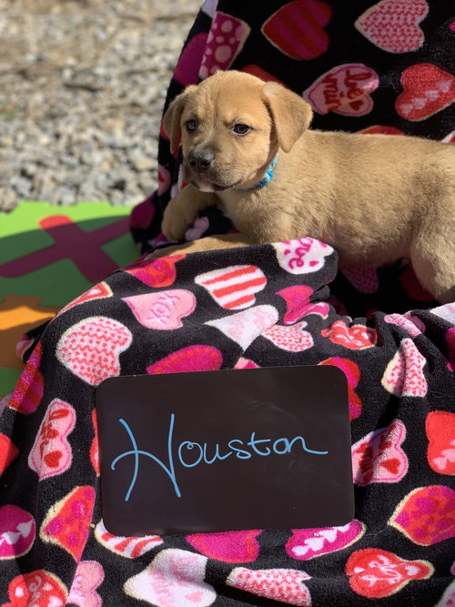 Houston (now Stitch) (Fritsch)