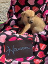 Houston (now Stitch) (Fritsch)