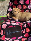Houston (now Stitch) (Fritsch)