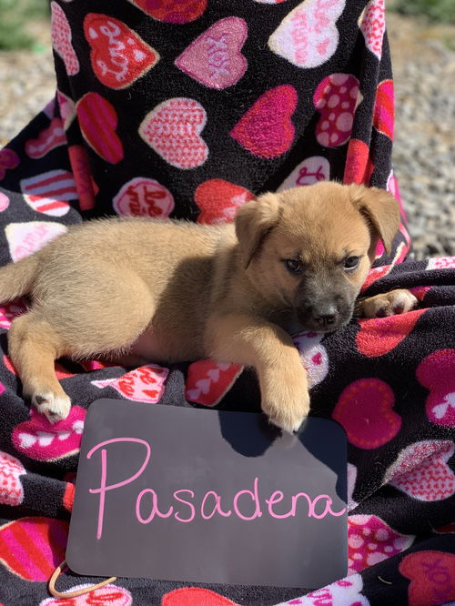 Pasadena (Gallagher)