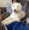 Phoebe