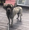 Pharaoh