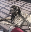 Pharaoh