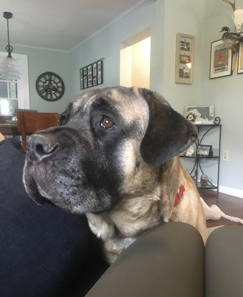 Bear