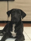 Juniper (now Julliette Alonso)