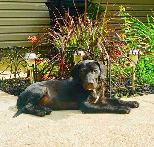 Jude (Hassinger)