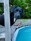Jude (Hassinger)