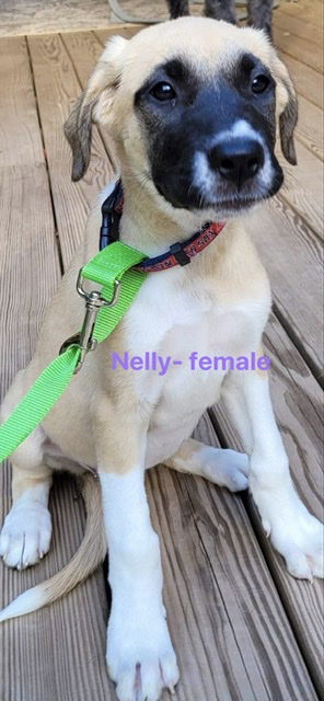 Nelly (Weiner)