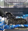 Nimbus (Koons)