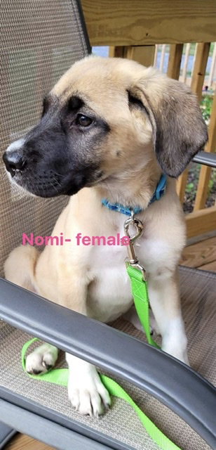 Nomi (McCormick)
