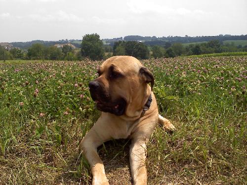 Maximus