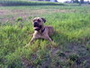 Maximus