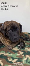 Carl (Now Kobe) (Sudler)