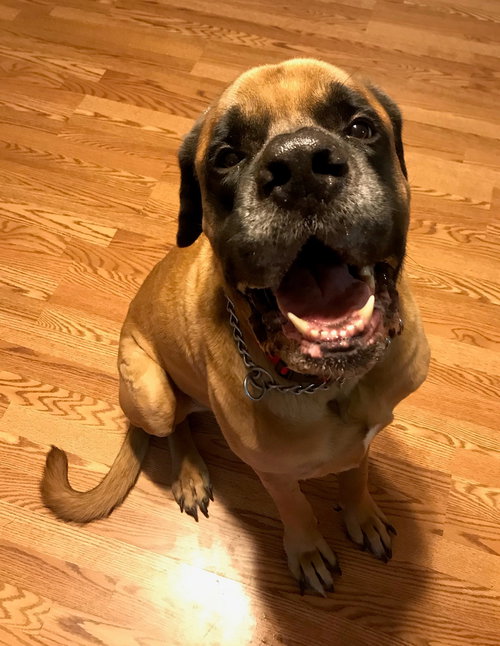 Buddy