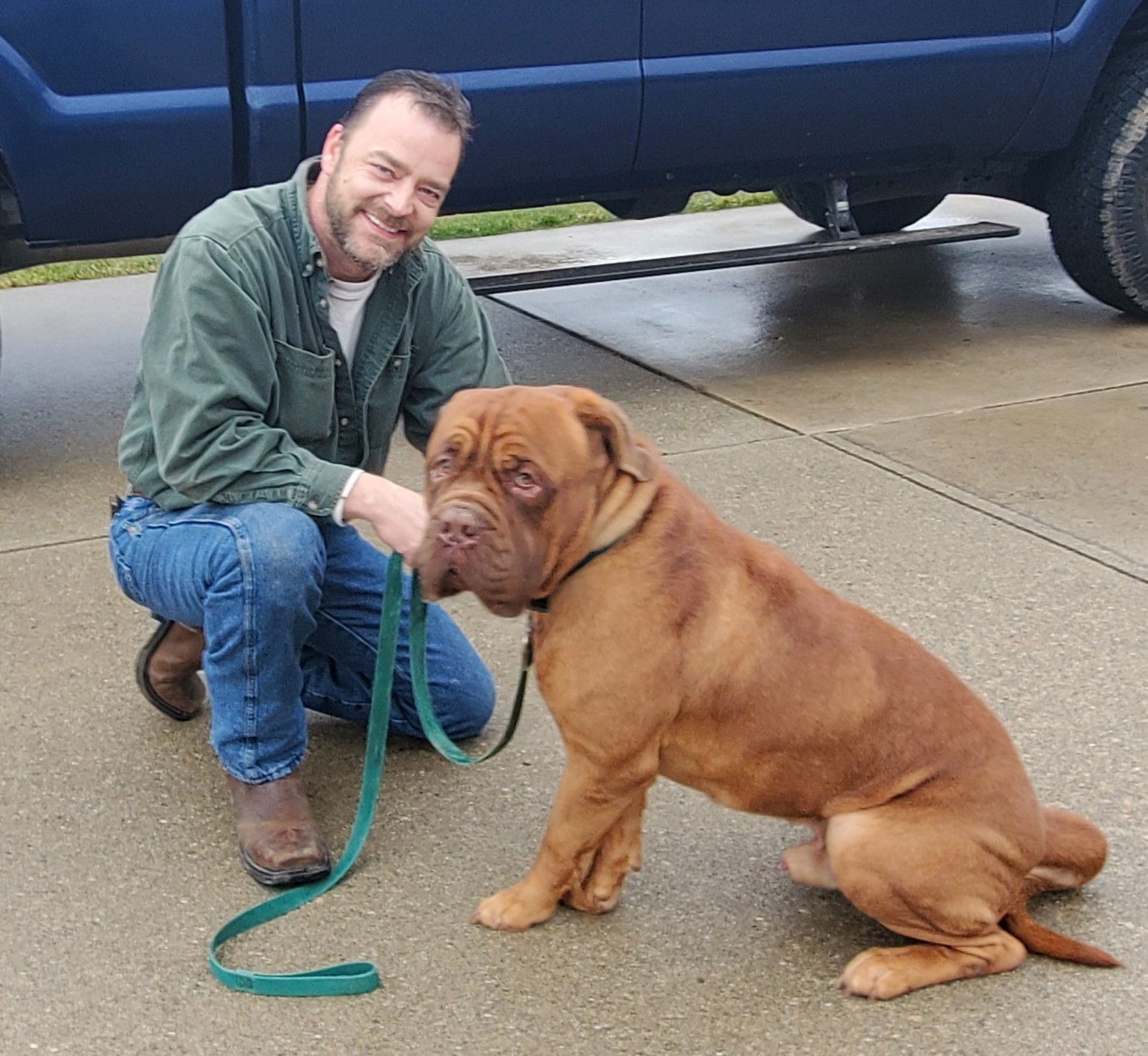 Dogue de bordeaux sales rescue