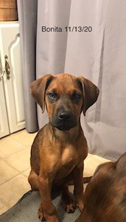 Bonita (Castel)