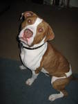 Capone