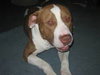 Capone