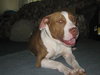 Capone