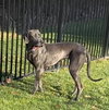 Willow (Carbetta)