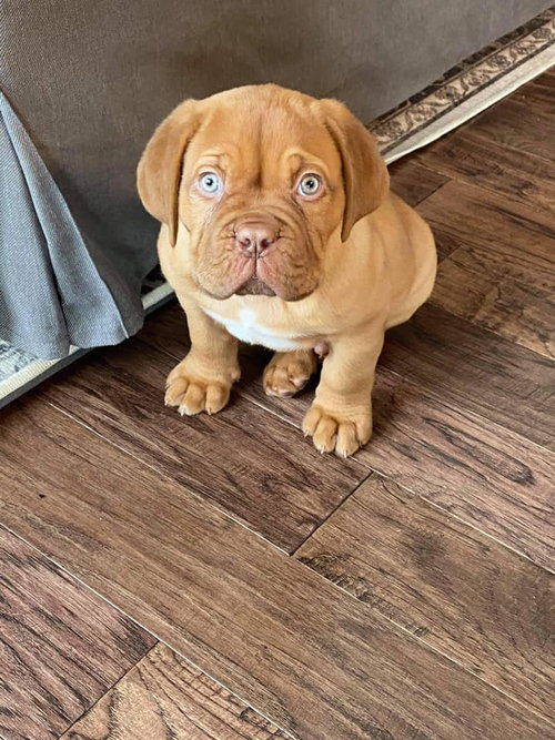 Remy (Reeves)