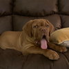 Remy (Reeves)