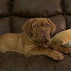 Remy (Reeves)