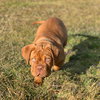 Remy (Reeves)