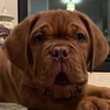 Remy (Reeves)