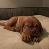Remy (Reeves)