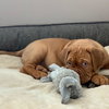 Remy (Reeves)