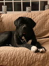 Odin (Cooper)