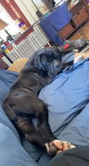 Odin (Cooper)