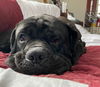 Odin (Cooper)