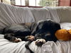 Odin (Cooper)