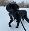 Odin (Cooper)