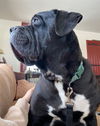 Odin (Cooper)
