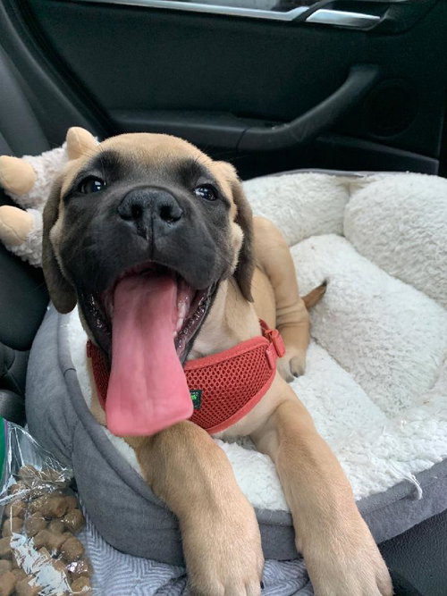 Beau (Petruzzi)