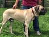 Rexx (Pickett)