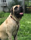 Rexx (Pickett)