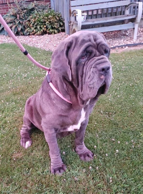 Neapolitan best sale mastiff adoption