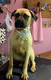 Katie (**Bonded with Kirby**)