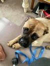Katie (**Bonded with Kirby**)