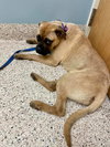 Katie (**Bonded with Kirby**)