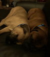 Katie (**Bonded with Kirby**)