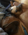 Katie (**Bonded with Kirby**)